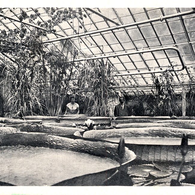 Roślina Victoria regia w Pamiarni